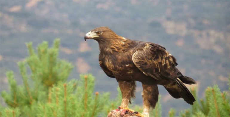 Águila real, especie emblemática nacional
