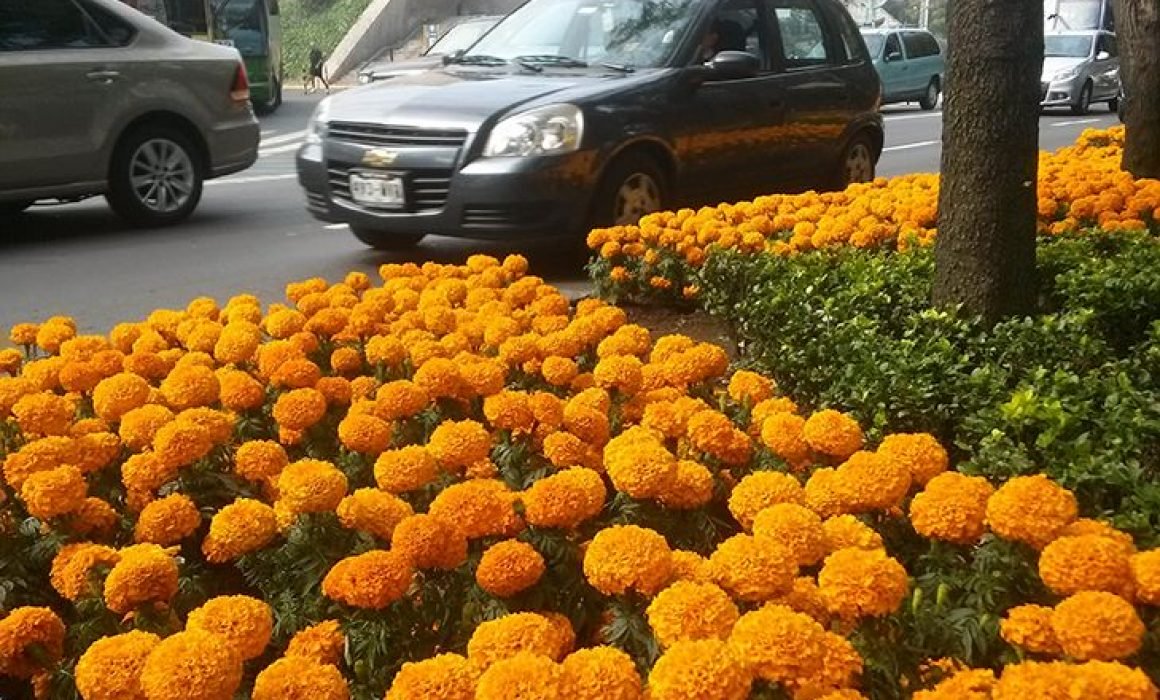 Flor de cempasúchil, ícono del Día de Muertos