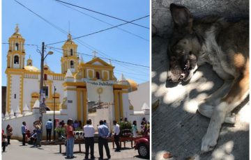 Envenenan perros en Tlaltepango, San Pablo del Monte