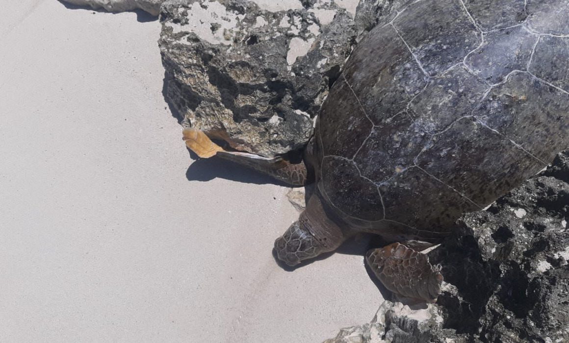 Continúa La Protección De Huevos De Tortugas En Isla Mujeres