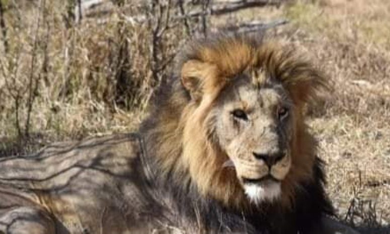 Presencia de supuesto león moviliza a autoridades en Yauhquemehcan