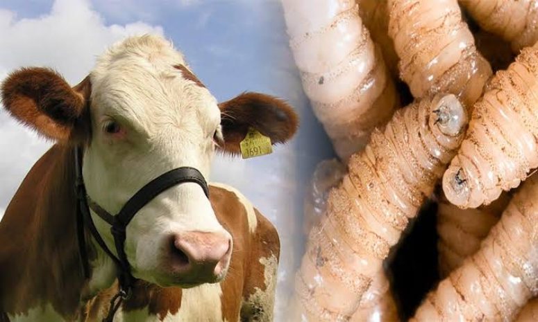 Suman esfuerzos OCPA con Puebla y Jalisco contra el gusano barrenador