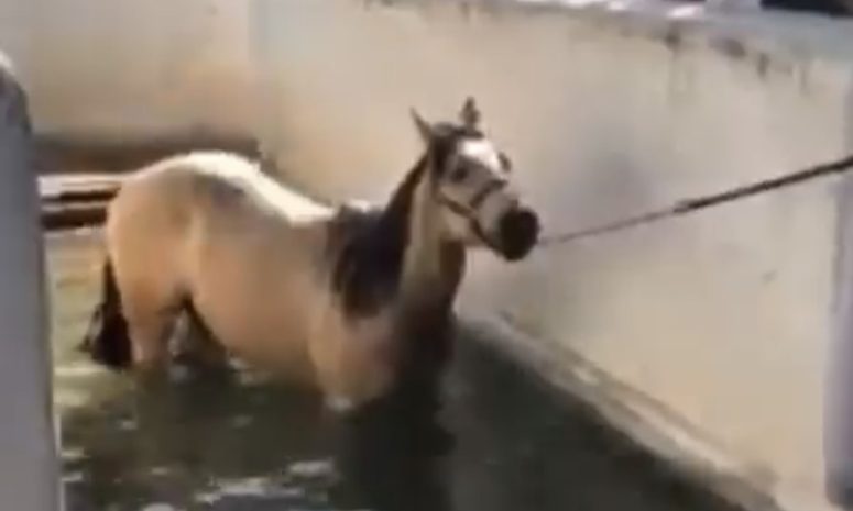 Caballos de Alcalde de Tonalá no sufren por agua